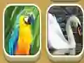 Igra Match Zoo spletu