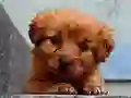 Igra Puppy Puzzle spletu