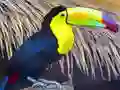 Igra Toucan Bird Jigsaw spletu