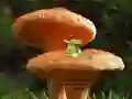 Igra Mushroom Plant Land Escape spletu
