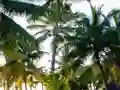 Igra Golden Statue Escape spletu