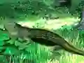 Igra Lizard Forest Escape spletu