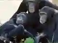 Igra Funny Chimpanzee Jungle Escape spletu