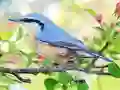 Igra Hidden Spots Birds spletu