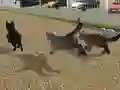 Igra Run Cat Cat Race spletu