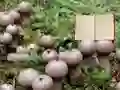 Igra Lycoperdon Mushroom Land Escape spletu