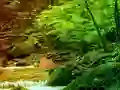 Igra Peaceful Rainbow Forest Escape spletu