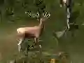 Igra Sniper Hunting Deadly Animal spletu