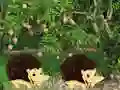 Igra Escape From Mango Farm spletu