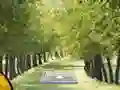 Igra Pair of Cat Escape spletu