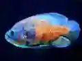 Igra Tiger Fish Jigsaw spletu