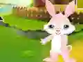 Igra Find The Buddy Rabbit spletu