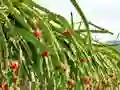 Igra Dragon Fruit Animal Escape spletu