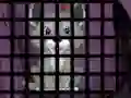 Igra Trapped Wolf Rescue spletu