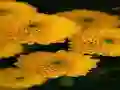 Igra Chrysanthemums Jigsaw spletu
