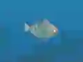Igra Fish Companions spletu