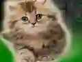 Igra Couple Kitten Escape spletu
