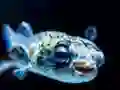Igra Puffer Fish Jigsaw spletu