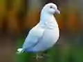 Igra Realistic Pigeon Rescue spletu