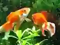 Igra Blue Fish Escape spletu