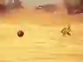 Igra Monkey Shooting spletu