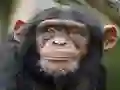Igra Chimpanzee Jigsaw spletu