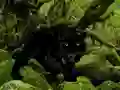 Igra Escape from Black Panther Forest spletu