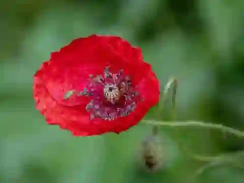 Igra Poppy Nature Flower Jigsaw spletu
