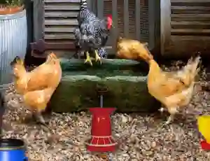 Igra Poultry Farm Easter Escape spletu