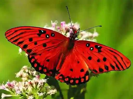 Igra Nature Jigsaw Puzzle Butterfly spletu