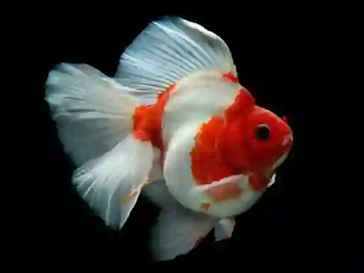 Igra Gold Fish Jigsaw Puzzle spletu