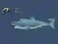 Igra Mad Shark spletu