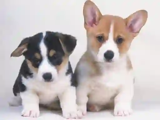 Igra Cute Puppies Puzzle spletu