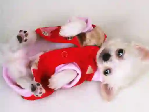 Igra Lovely Puppy Slide spletu
