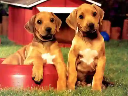 Igra Puppy Pairs Puzzle spletu