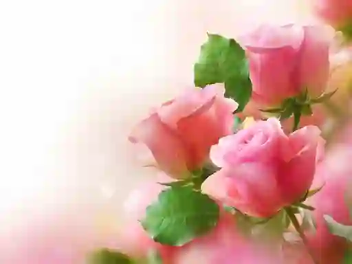 Igra Pink Roses spletu