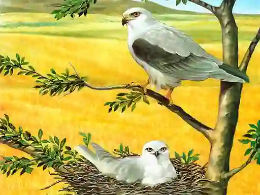 Igra Birds Of Prey Puzzle spletu