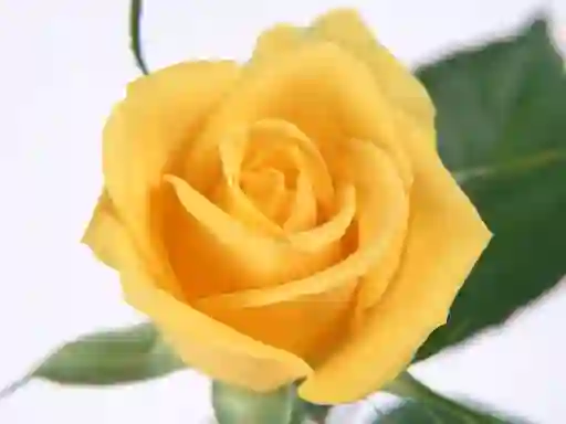 Igra Yellow Roses spletu