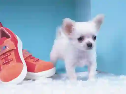 Igra Lovely Puppy Puzzle spletu