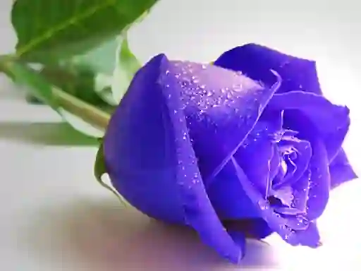 Igra Blue Roses spletu