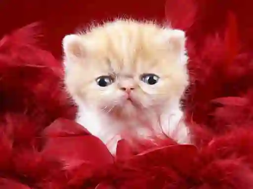 Igra Funny Kitty spletu