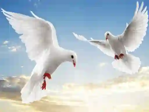 Igra Flying Birds spletu