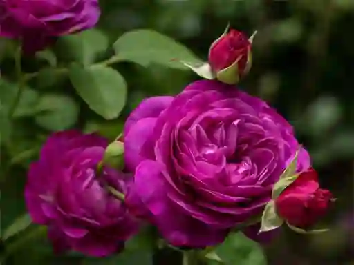 Igra Purple Roses spletu