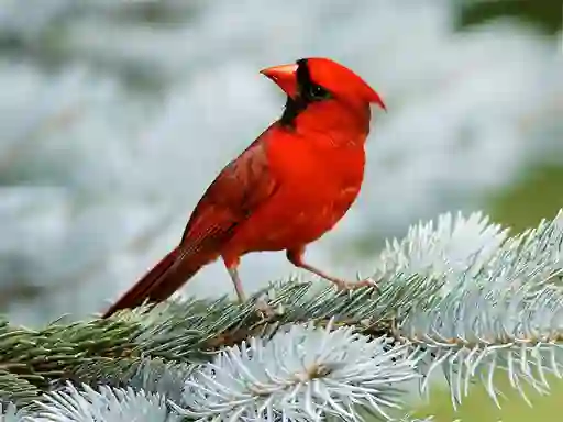 Igra Birds Puzzle spletu
