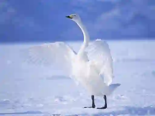 Igra Graceful Swans spletu