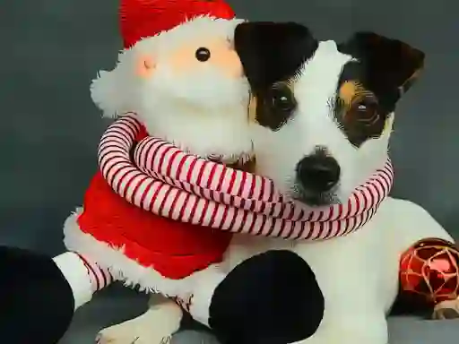 Igra Funny Christmas Dogs spletu