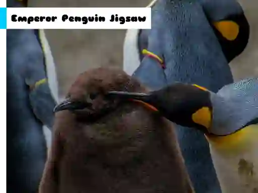 Igra Emperor Penguin Jigsaw spletu