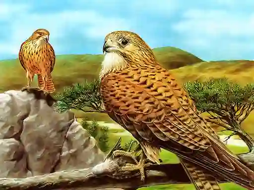 Igra Birds of Prey Slide spletu