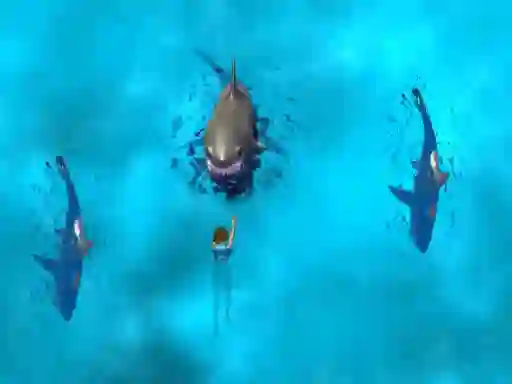 Igra Avoid the Sharks spletu