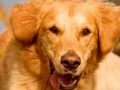 Igra Dog Spot Razlika  spletu